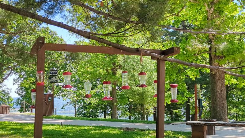 The Hummingbird Viewing Area That Buzzes With Life