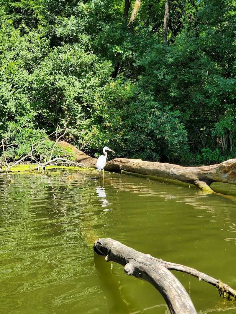 Wildlife, Photos, And That Quiet Iowa Mood