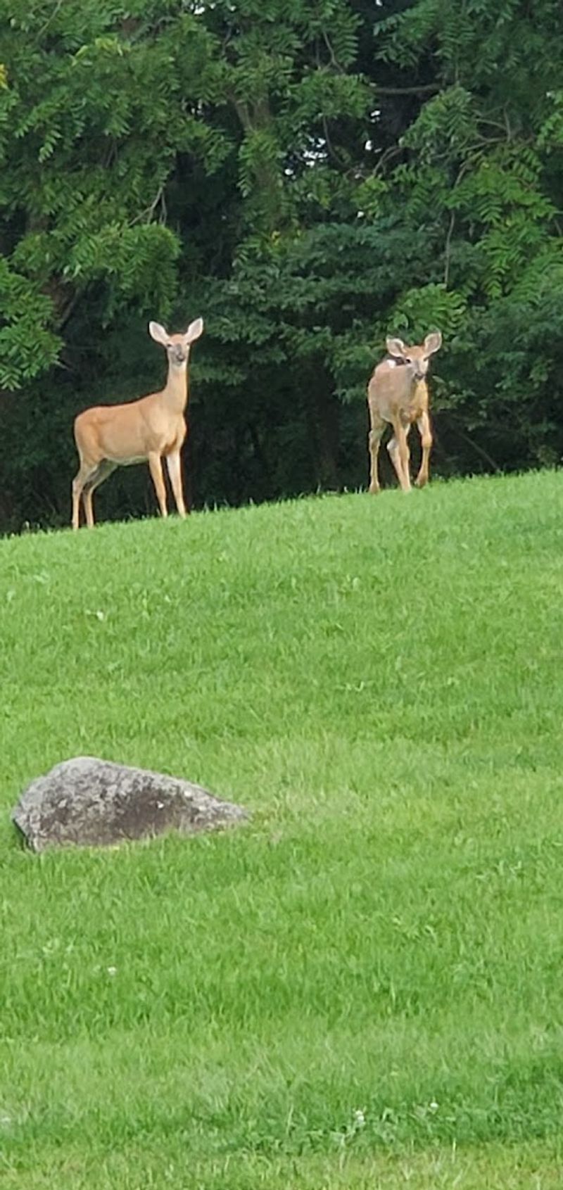When Seven Deer Cross Your Path