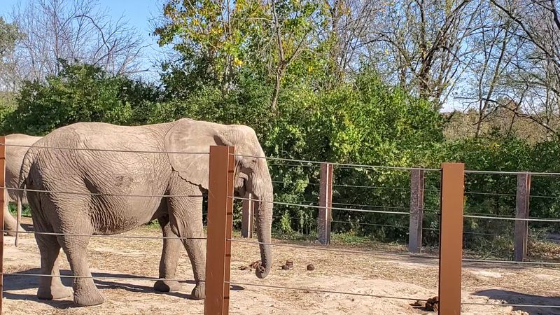 Waking Up With the Keepers and Early Morning Animal Activity