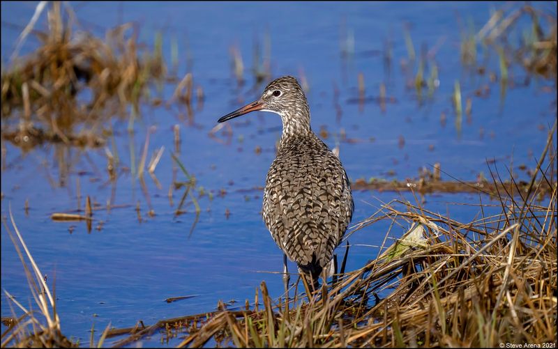 Parker River National Wildlife Refuge - Newburyport and Newbury, Essex County