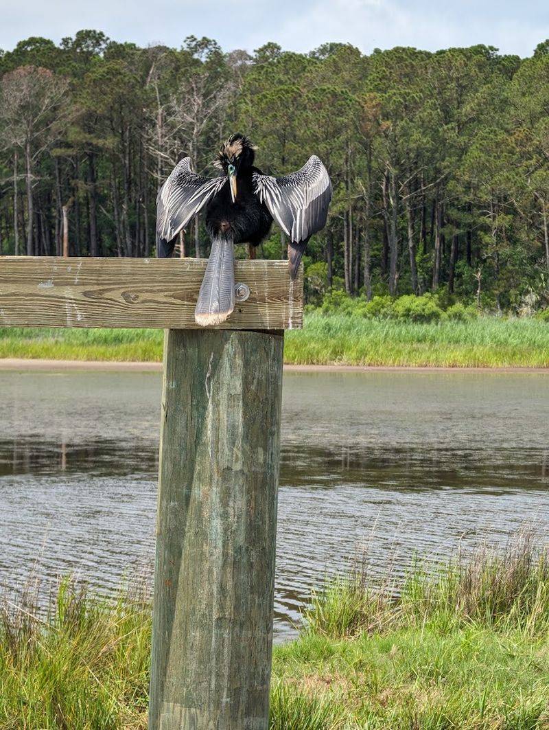Huntington Beach State Park 
