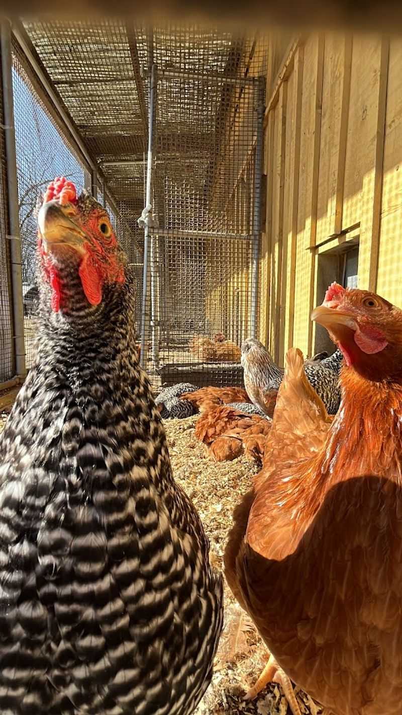 Why Drumlin Farm Stands Out Among Massachusetts Animal Attractions