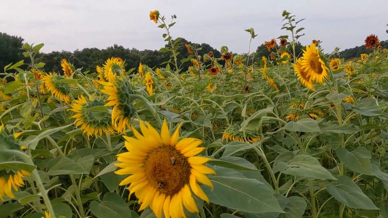 Creekside Sunflower Farm - Fuquay-Varina, Wake County