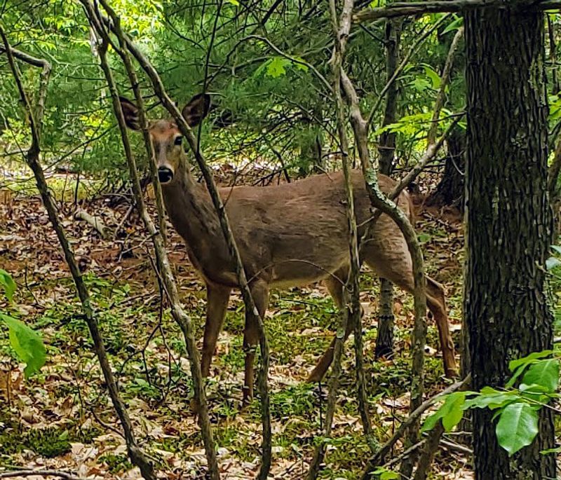 Wildlife Watching Opportunities Throughout The Seasons
