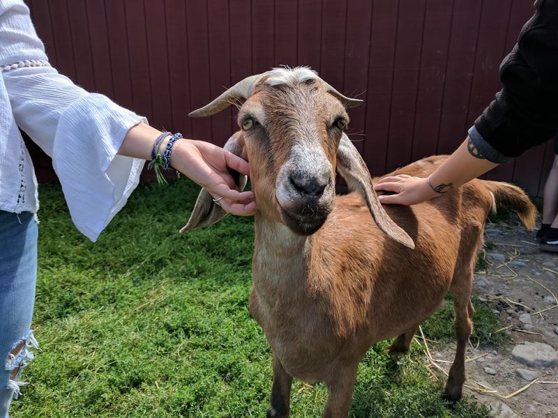 Farm Sanctuary, Watkins Glen, Schuyler County