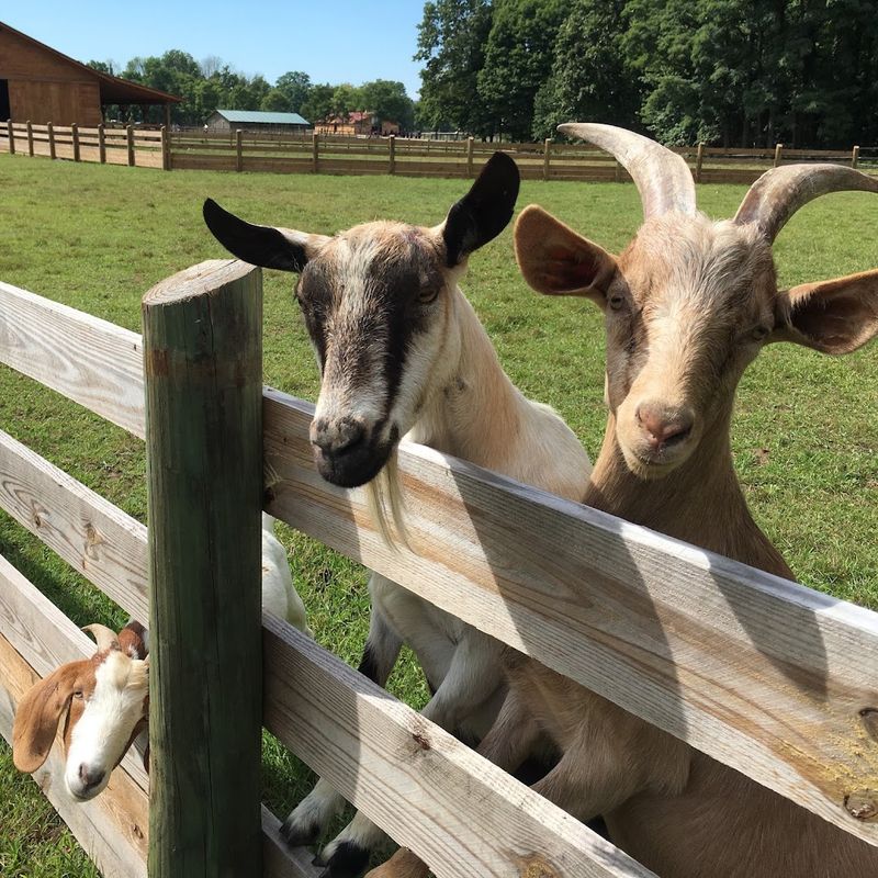 Woodstock Farm Sanctuary - High Falls