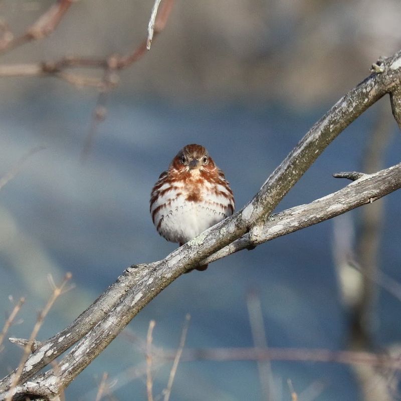Knox Wetlands - Knox, Albany County