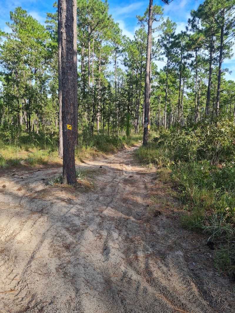 Wambaw Cycle Trail Head