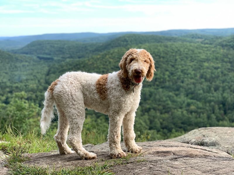 Peoples State Forest - Barkhamsted, Litchfield County