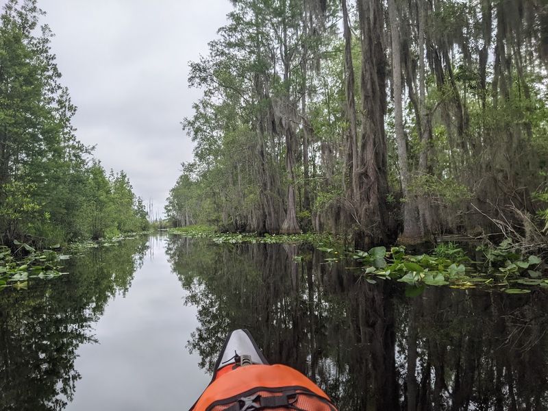 Okefenokee Swamp (Stephen C. Foster State Park)