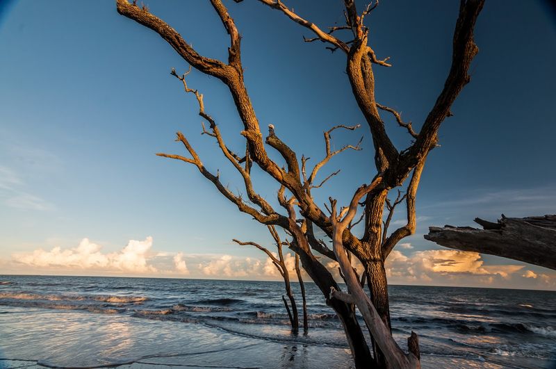 Edisto Beach State Park - Edisto Island, Colleton County