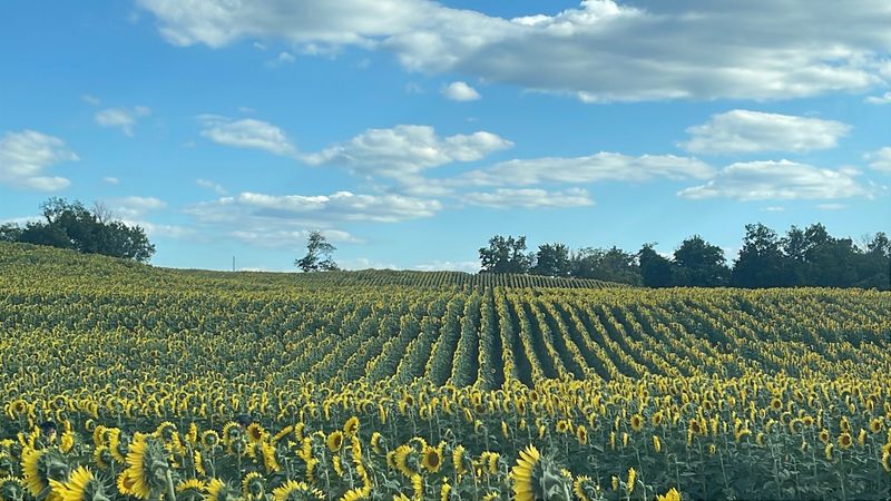 Lesher Poultry 2025 Sunflower Field