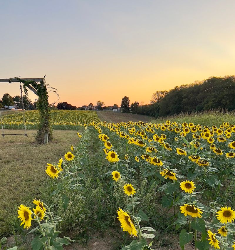 Holladay Farm - Riner, Montgomery County,