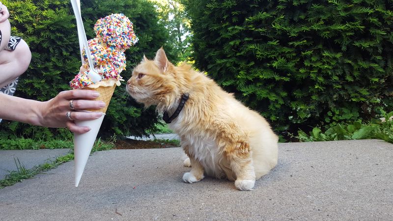 Golden Guernsey Ice Cream, Oneonta, Otsego County