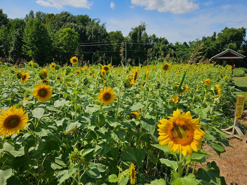 Huckleberry Trail Farm - Siler City, Chatham County