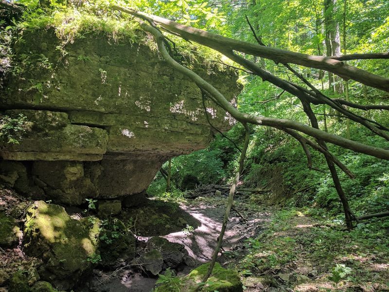White Pine Hollow State Forest / Preserve