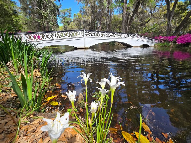Magnolia Plantation and Gardens, Charleston, Charleston County