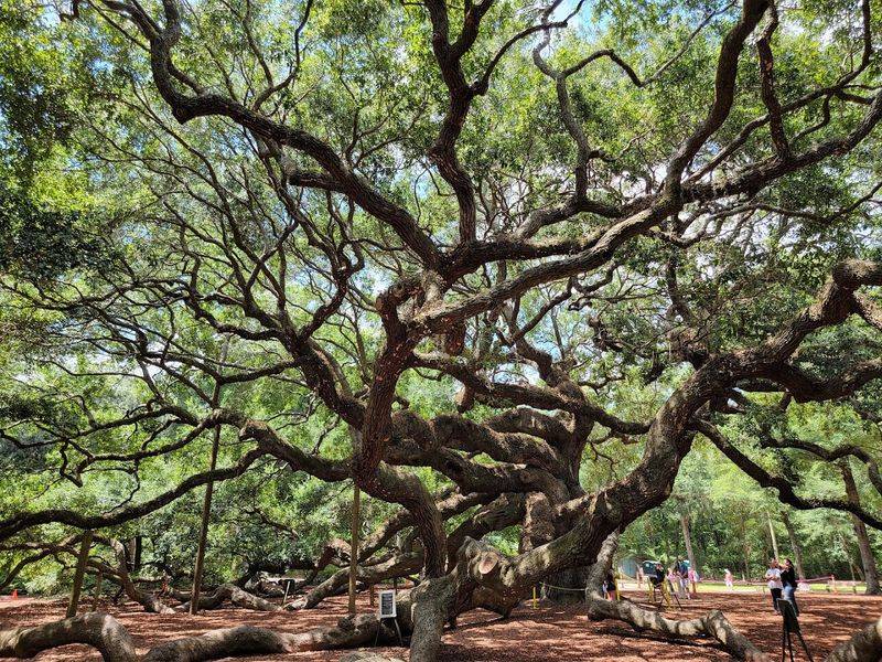 Angel Oak Tree - Johns Island, Charleston County