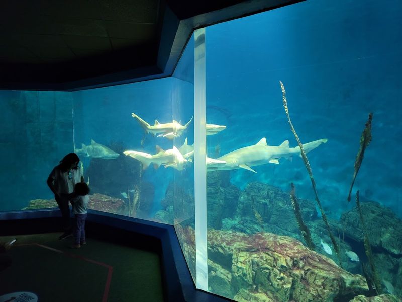 The Maritime Aquarium (Norwalk)