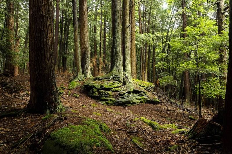 The Forest Is Famous for Its Ancient Trees