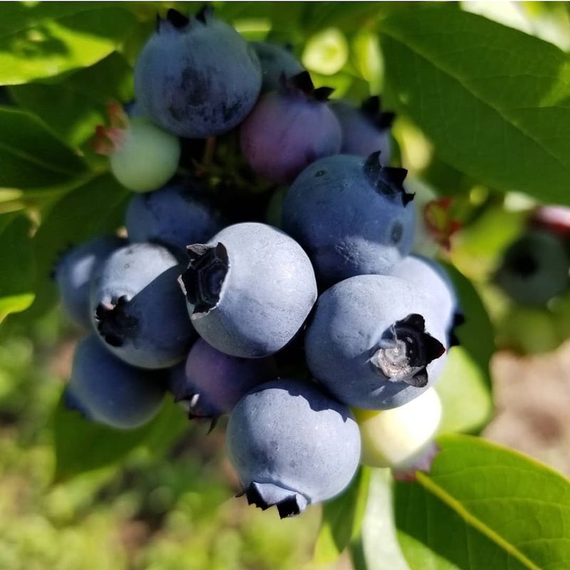 Hensley's Berry Farm, Williamsburg, James City County