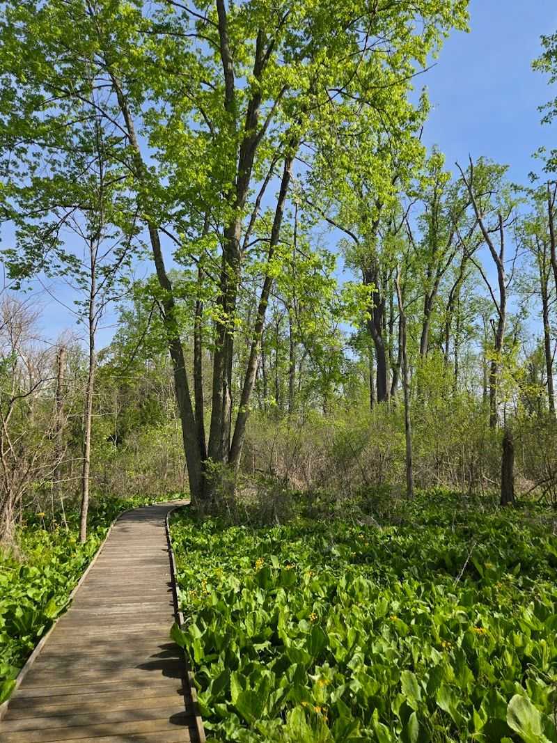 Cedar Bog Nature Preserve - Urbana, Champaign County, Ohio