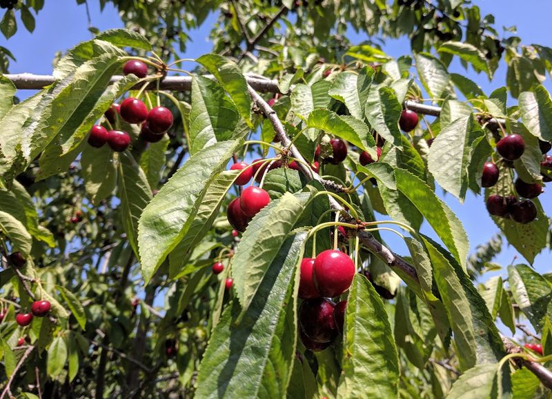 Tree-Mendus Fruit Farm, Eau Claire, Berrien County