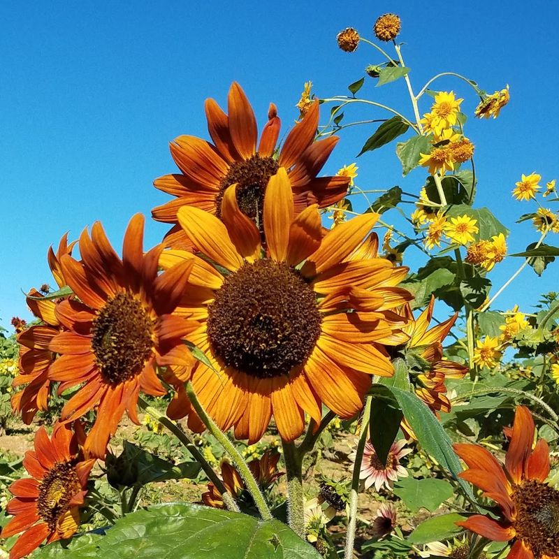 Cloer Family Orchard - Hendersonville, Henderson County
