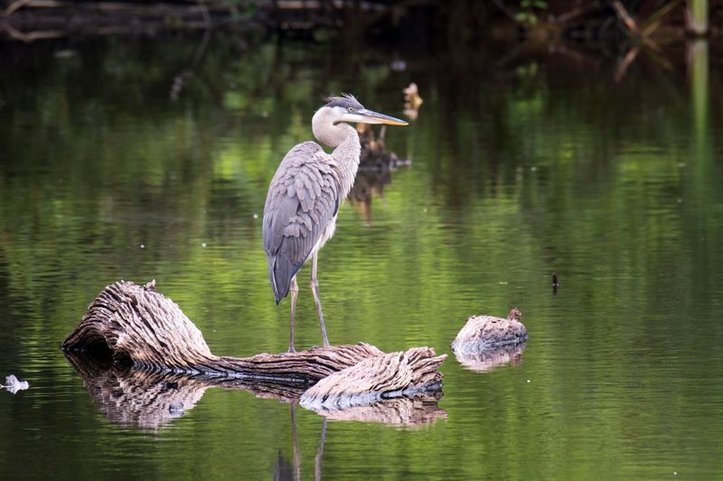 Harris Neck National Wildlife Refuge &mdash; Townsend