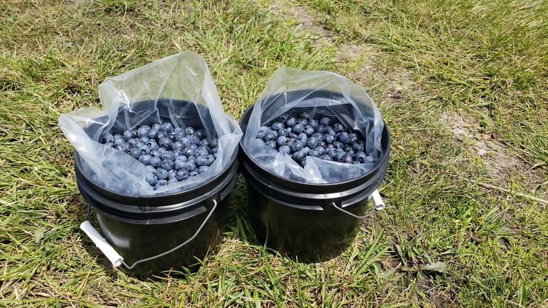 Blueberry Lane Farm, Clarkston, Oakland County
