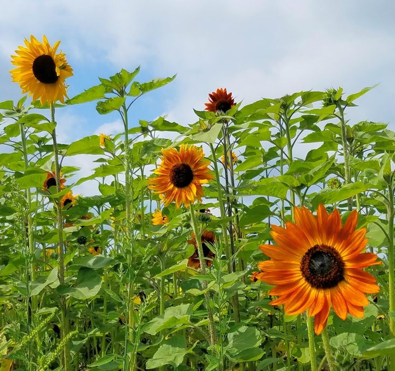 Schell Family Farm