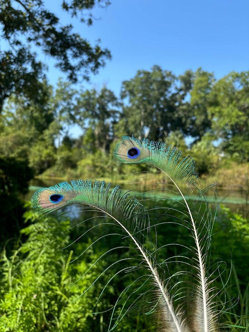 Weeki Wachee Springs State Park - Spring Hill, Hernando County