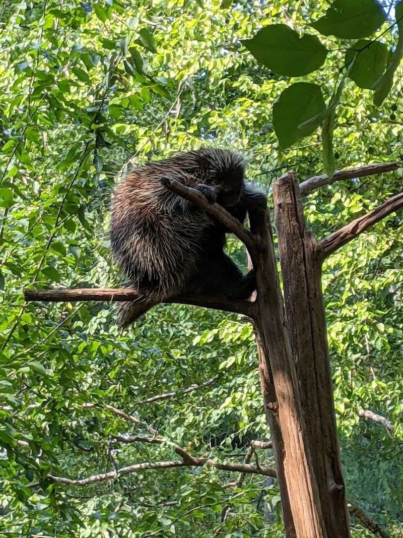 See Animals You Might Never Spot In The Wild