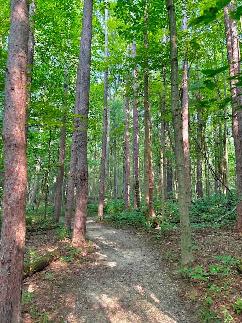 Experience Ohio's Ancient Forest Ecosystem