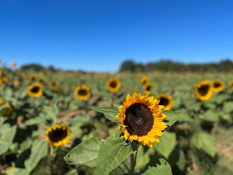 Carrigan Farms - Mooresville, Iredell County