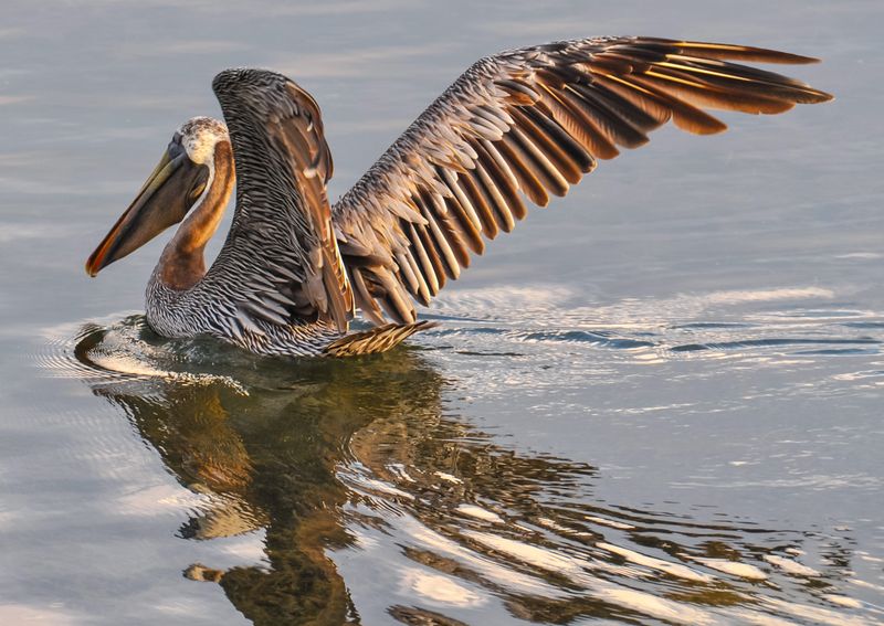 Bird Key - Stono Seabird Sanctuary