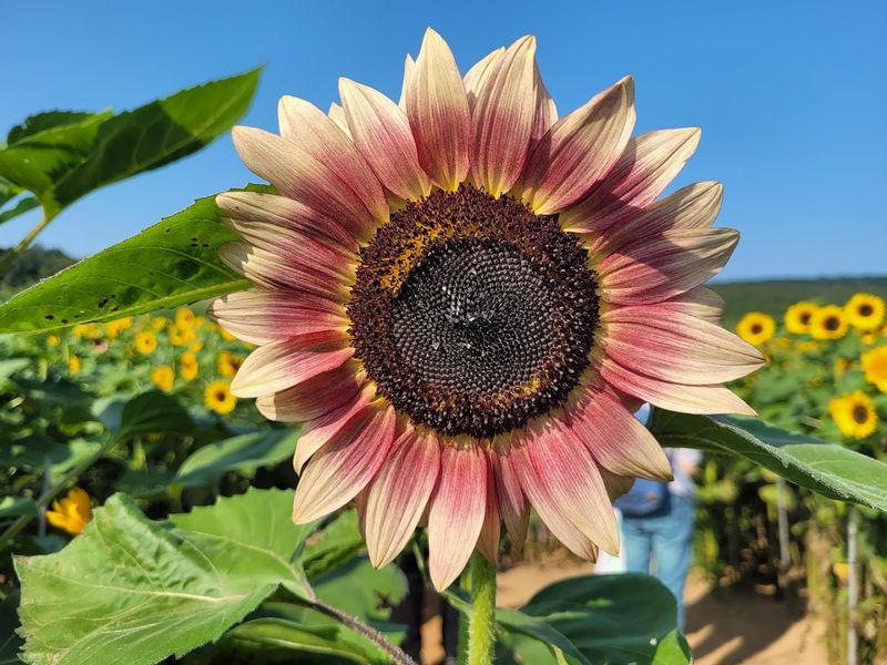 Lyman Orchards - Middlefield, Middlesex County