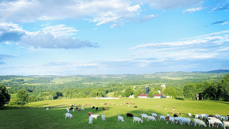 Jones Family Farm