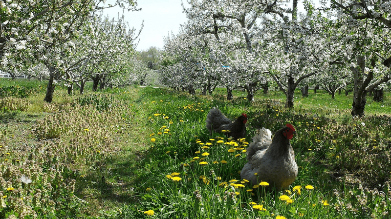 Scott's Yankee Farmer - East Lyme, New London County