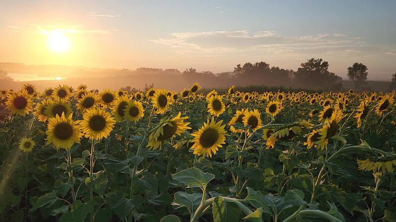 Rolling Meadows Farm - Harpers Ferry, Allamakee County, Iowa