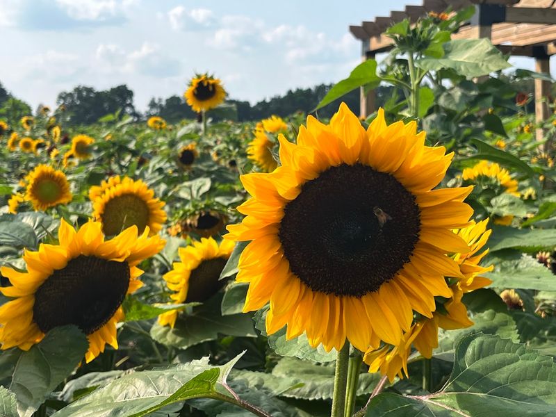 Meckley's Flavor Fruit Farm