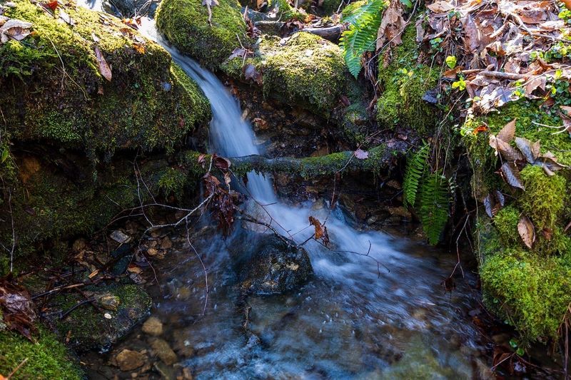 Jones Gap State Park, Marietta, Greenville County