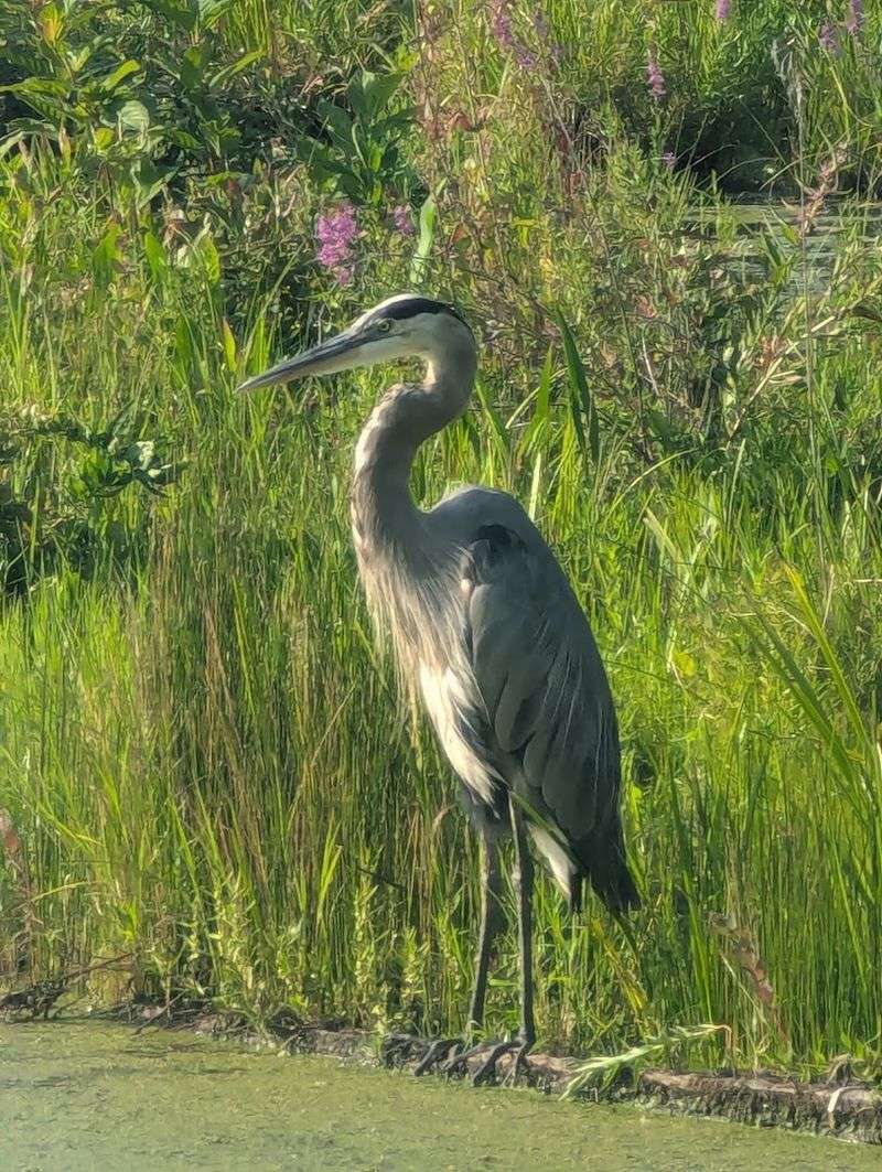 Wetlands Become Stages for Bird Watching Drama