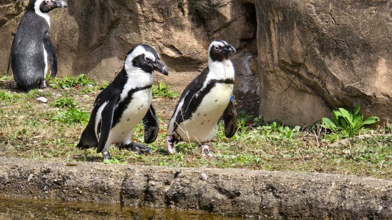 Erie Zoo