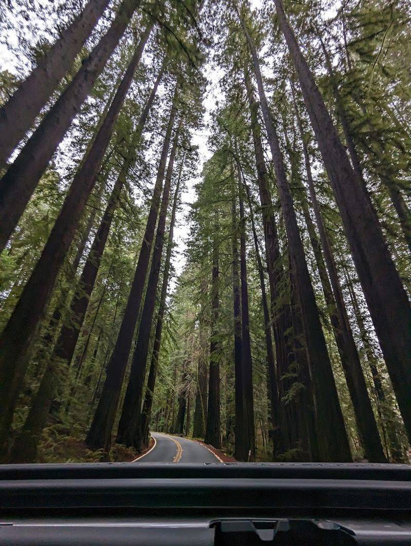 Giant Redwoods That Have Stood for Thousands of Years