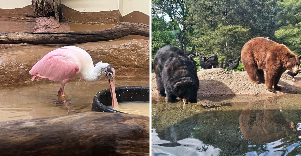Escape To This Beautiful Pennsylvania Oasis To Experience America’s Most Majestic Animals Up Close This Summer