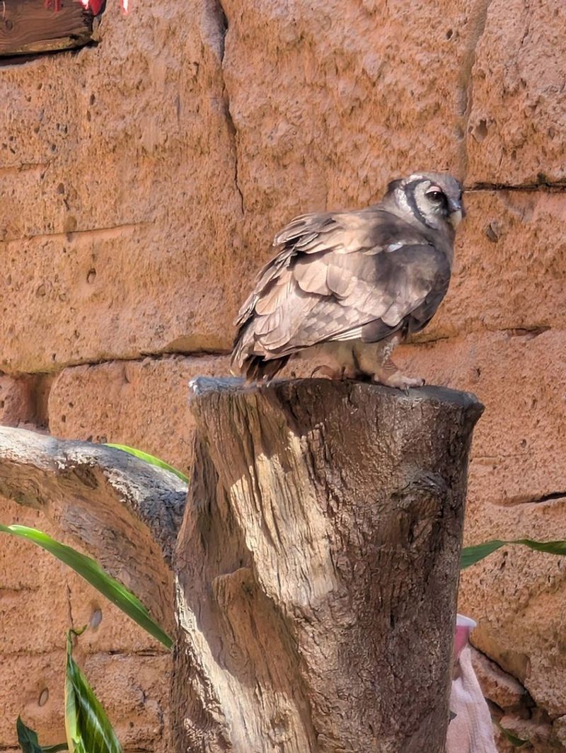 Friends of Feathered and Furry Wildlife Center - Hunter