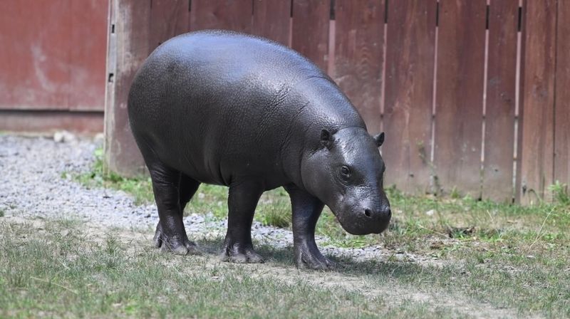 See Pygmy Hippos, Tapirs, Dingoes, and Other Unexpected Animals