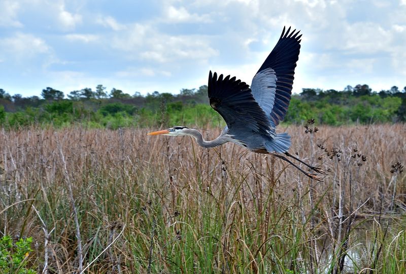 Lake Woodruff National Wildlife Refuge (DeLeon Springs)